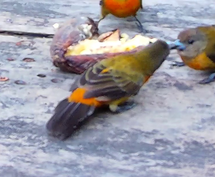 Flame-rumped Tanager