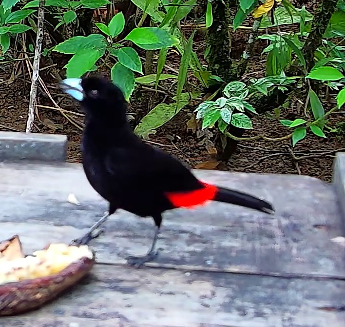 Flame-rumped Tanager