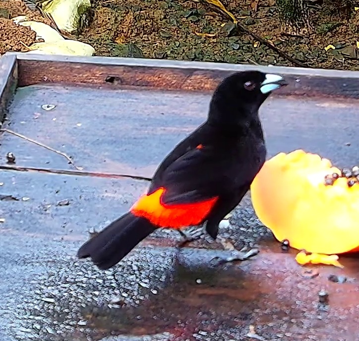 Flame-rumped Tanager