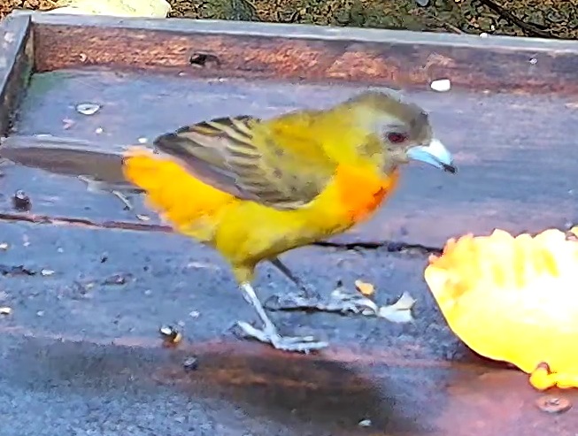 Flame-rumped Tanager