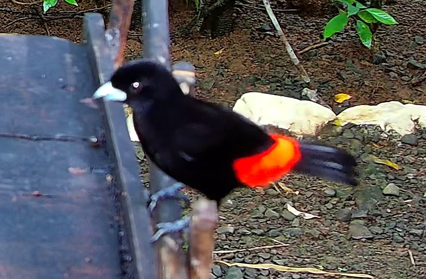 Scarlet-rumped Tanager