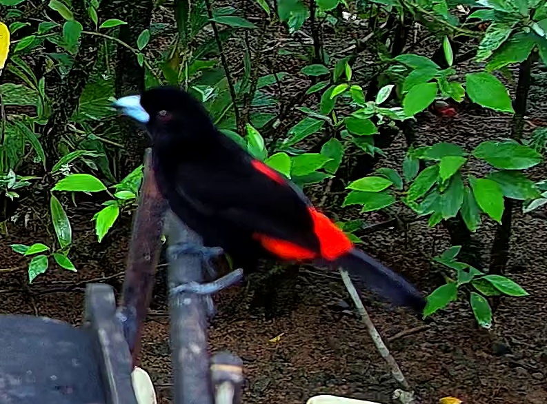 Scarlet-rumped Tanager