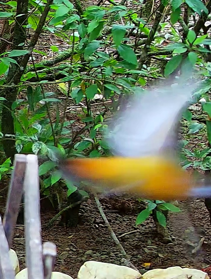 Cherrie's Tanager