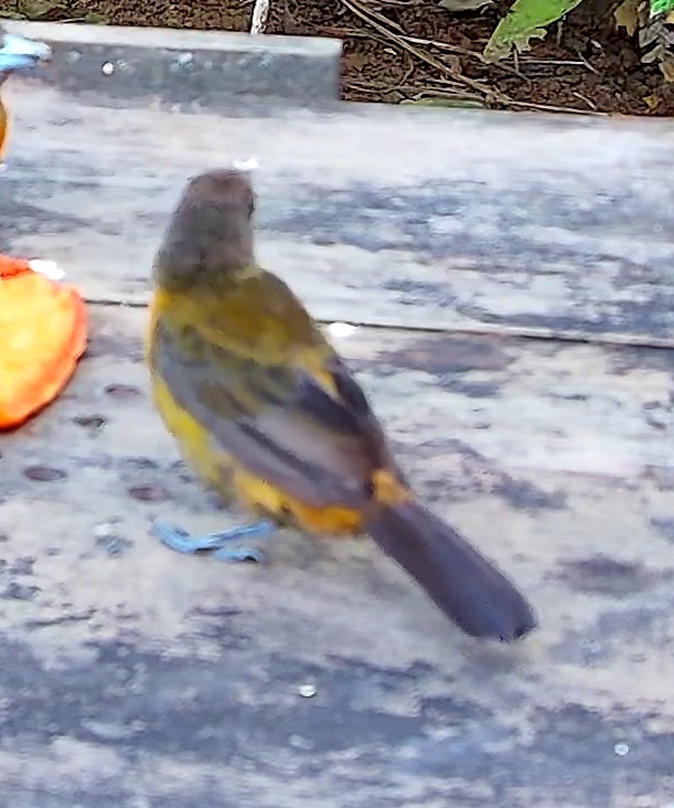 Orange-bellied euphonia