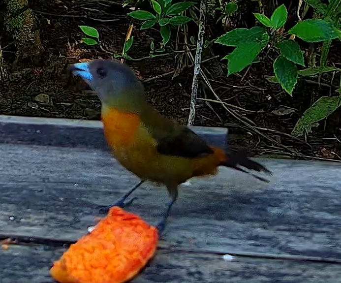 Flame-rumped Tanager