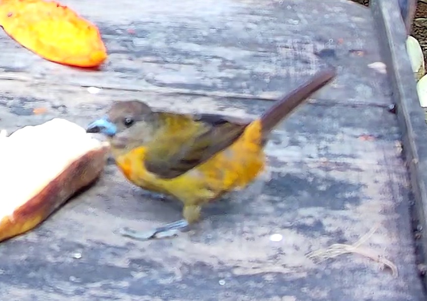 Flame-rumped Tanager