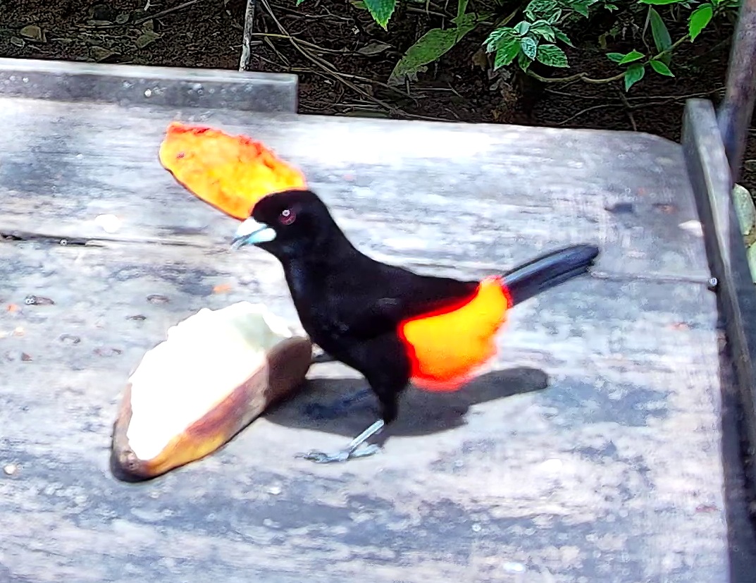 Flame-rumped Tanager