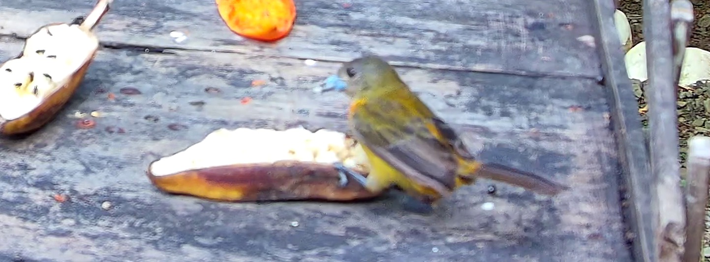 Flame-rumped Tanager