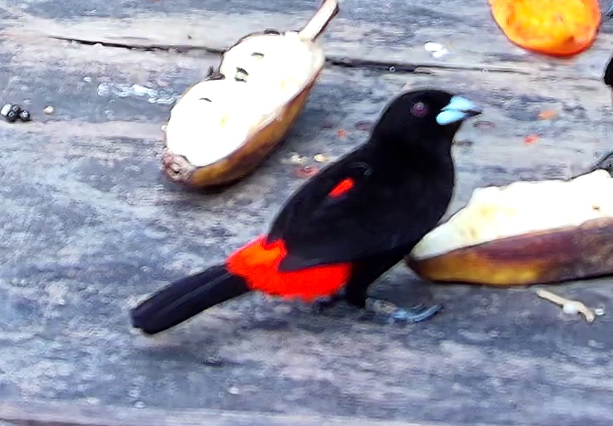 Flame-rumped Tanager