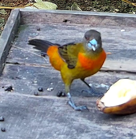 Passerini's Tanager