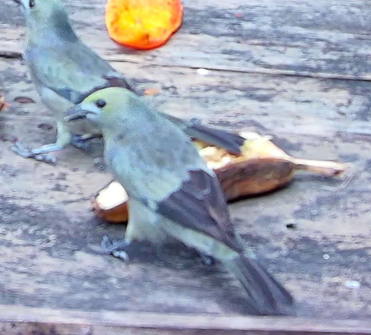Palm tanager