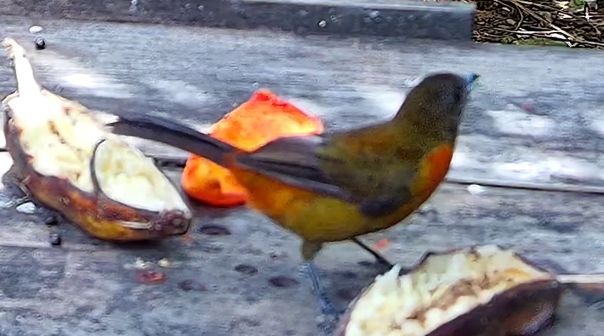 Flame-rumped Tanager