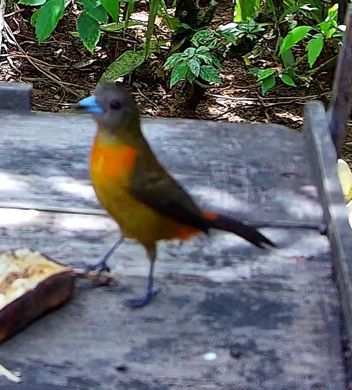 Flame-rumped Tanager