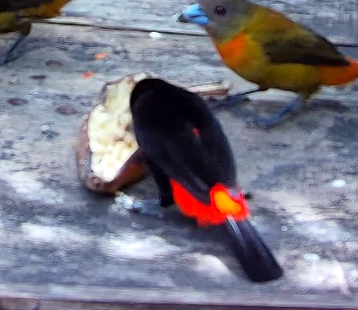 Flame-rumped Tanager