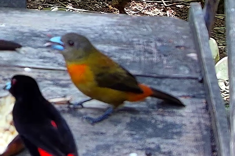 Crimson-backed tanager