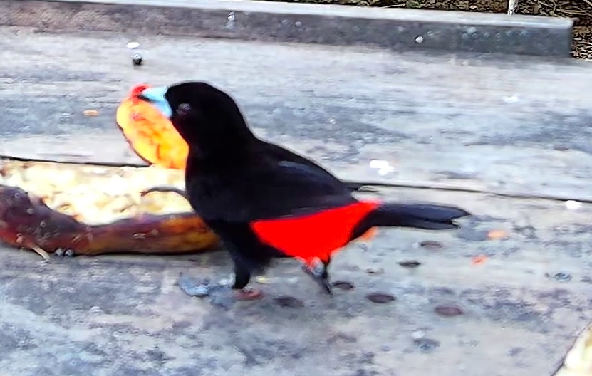 Scarlet-rumped Tanager