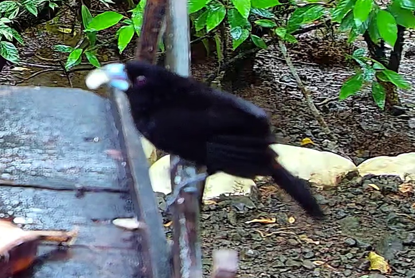 Cherrie's tanager
