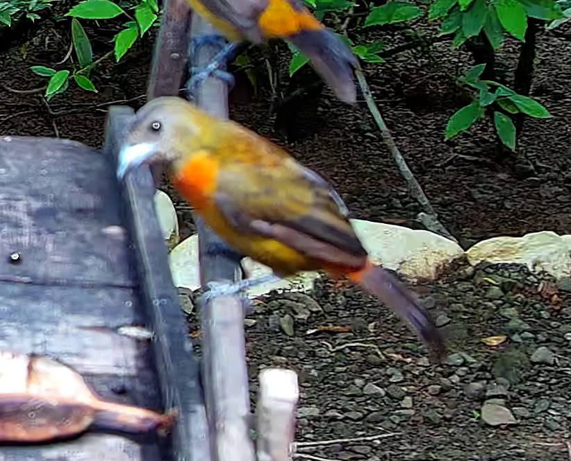 Orange-billed Sparrow