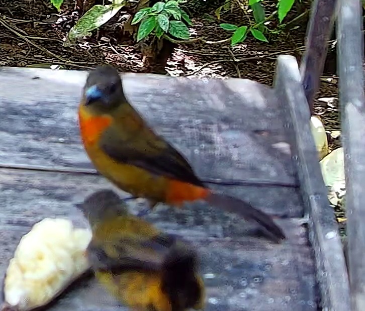 Passerini's Tanager