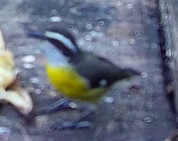 Bananaquit