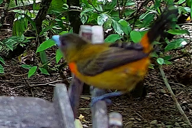 Scarlet-rumped Tanager
