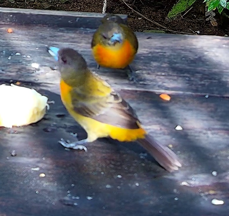Flame-rumped Tanager