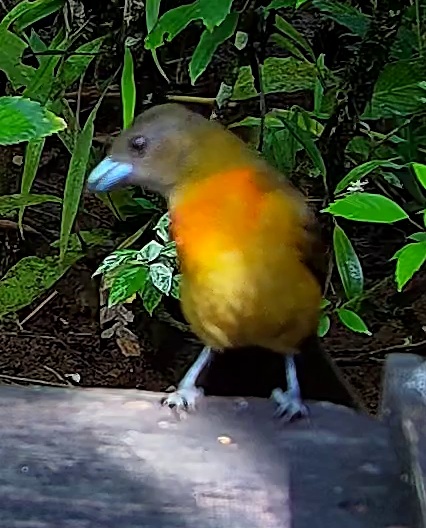 Flame-rumped Tanager