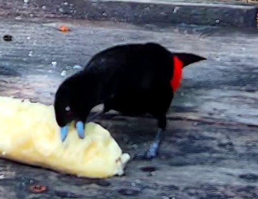 Scarlet-rumped Tanager