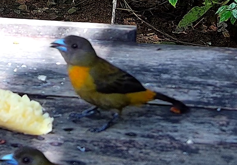 Flame-rumped Tanager