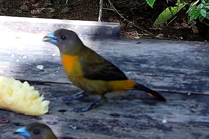 Flame-rumped Tanager
