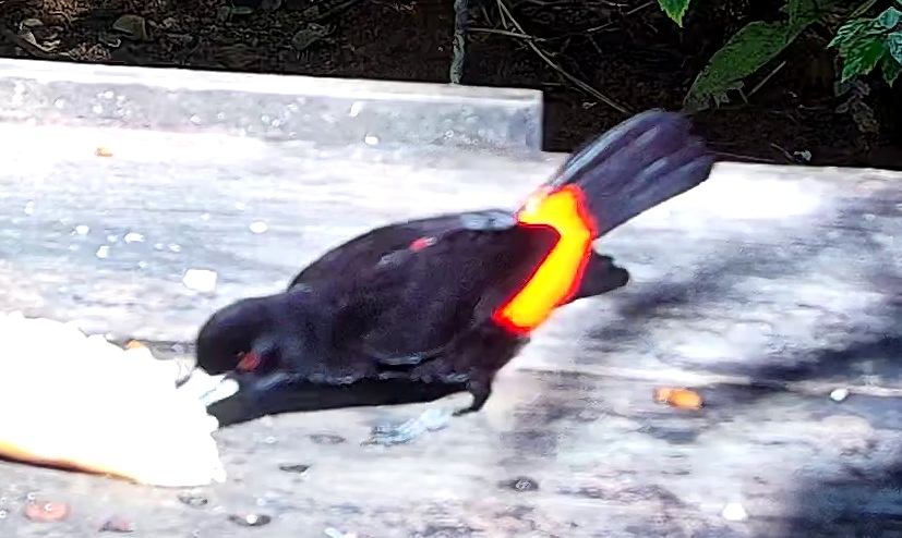 Flame-rumped Tanager