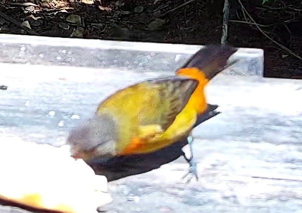 Passerini's Tanager