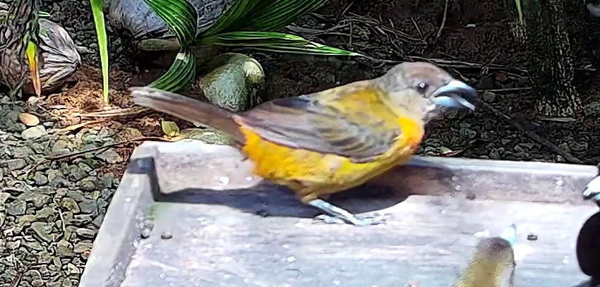 Flame-rumped Tanager
