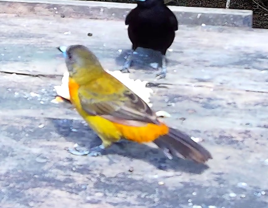 Flame-rumped Tanager