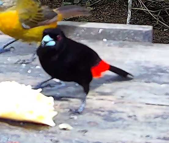 Flame-rumped Tanager
