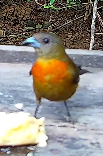 Flame-rumped Tanager