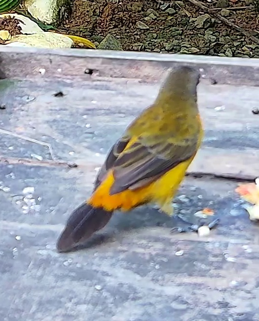 Palm tanager