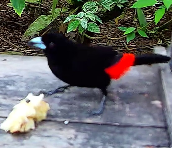 Scarlet-rumped Tanager