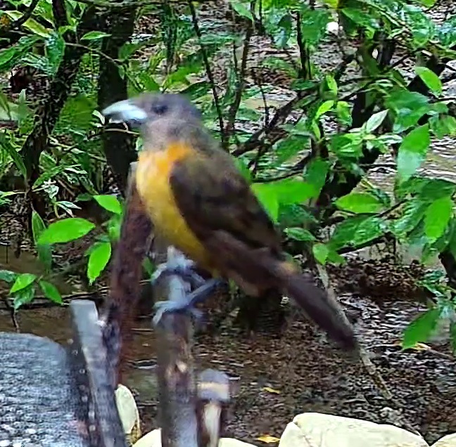 Passerini's Tanager