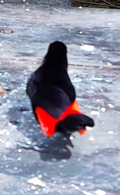 Passerini's Tanager