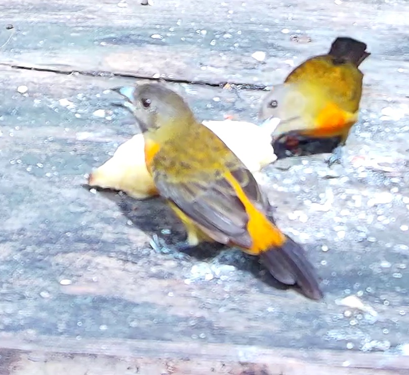Flame-rumped Tanager