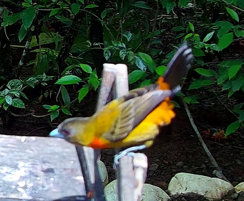 Flame-rumped Tanager