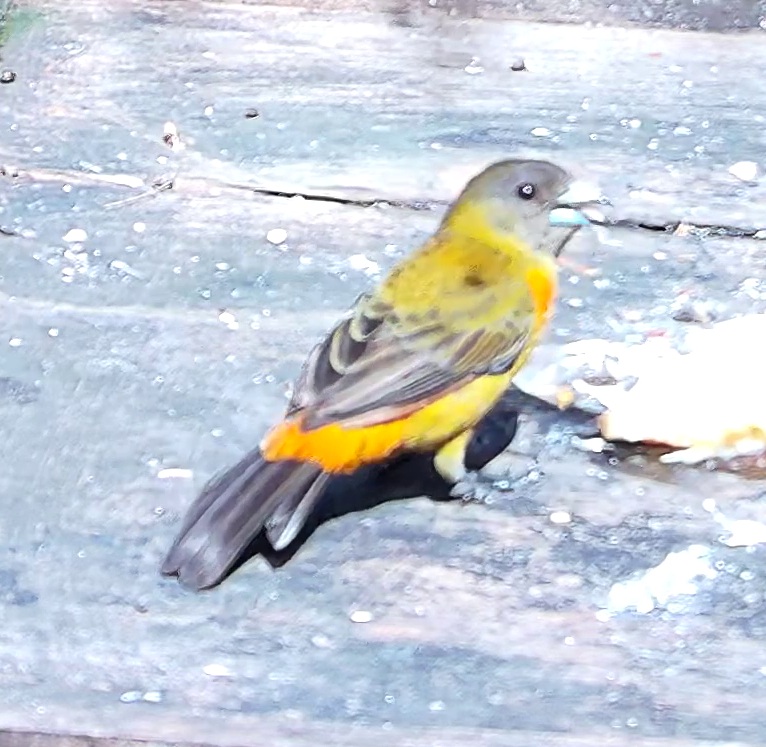 Flame-rumped Tanager