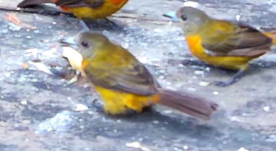 Flame-rumped Tanager