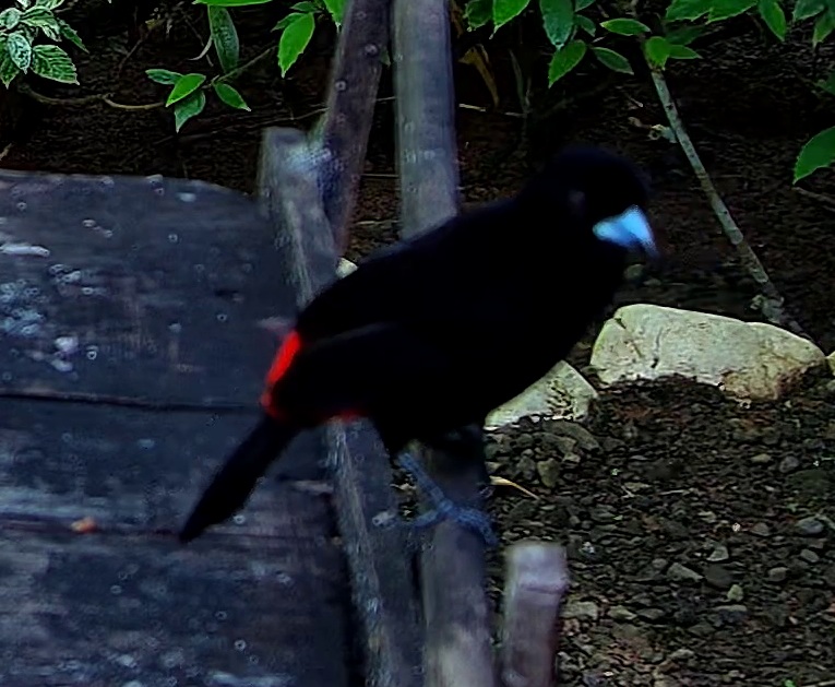 Scarlet-rumped Tanager