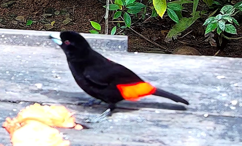Flame-rumped Tanager