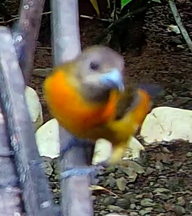 Cherrie's Tanager