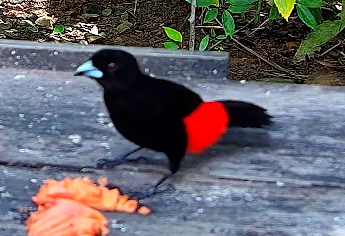 Flame-rumped Tanager