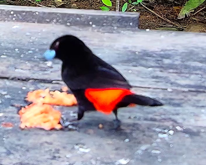 Flame-rumped Tanager