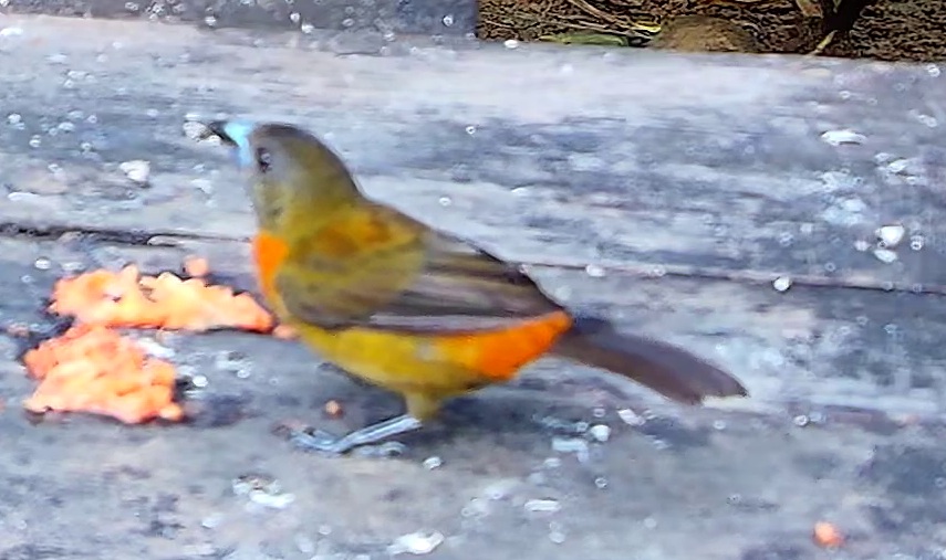 Orange-rumped tanager